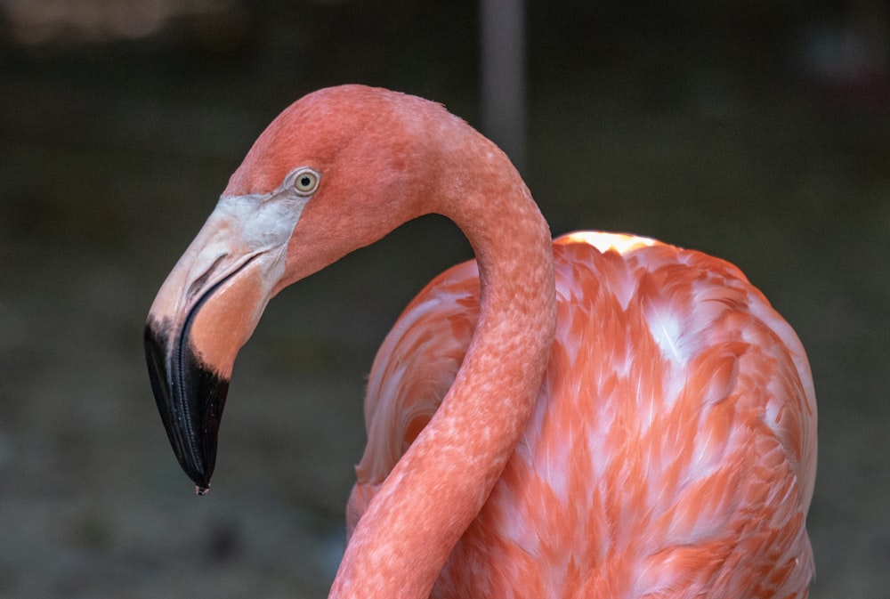 selective-focus photography of flamingo