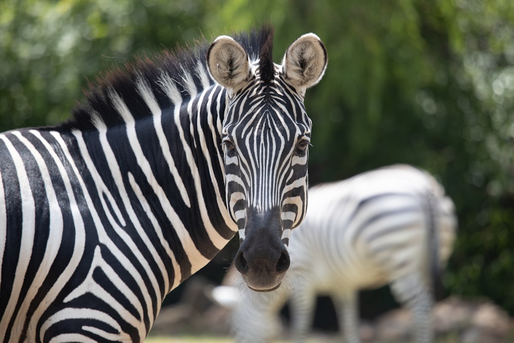 zebra during daytime