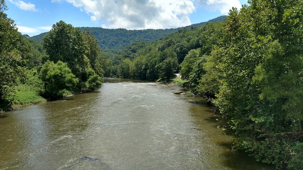 green trees lining up along the river