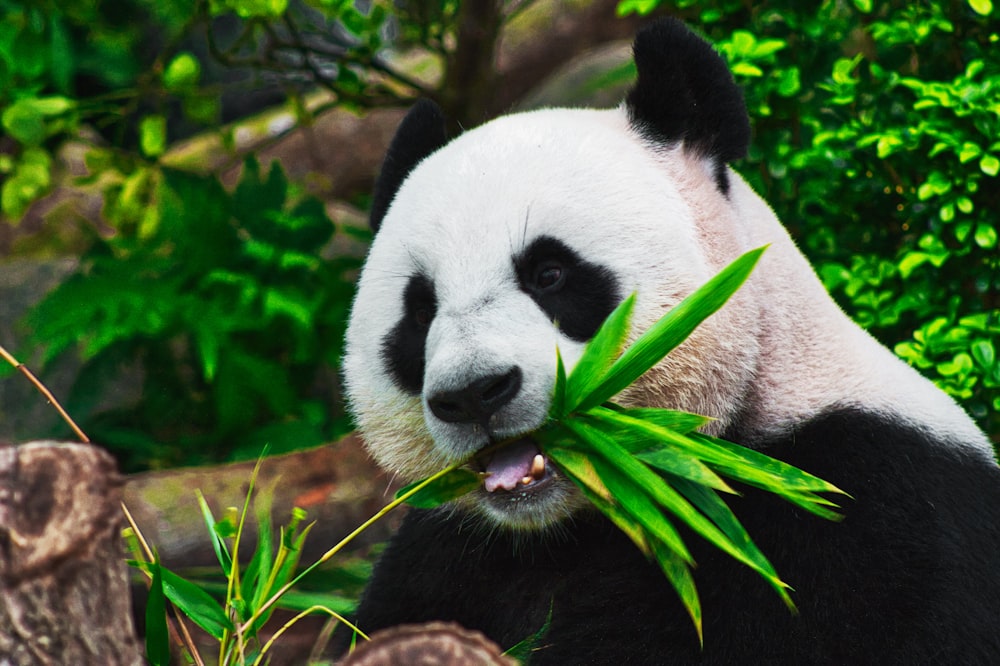 panda comiendo bambú