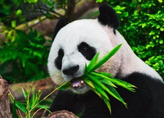 panda eating bamboo