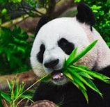 panda eating bamboo