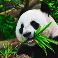 panda eating bamboo