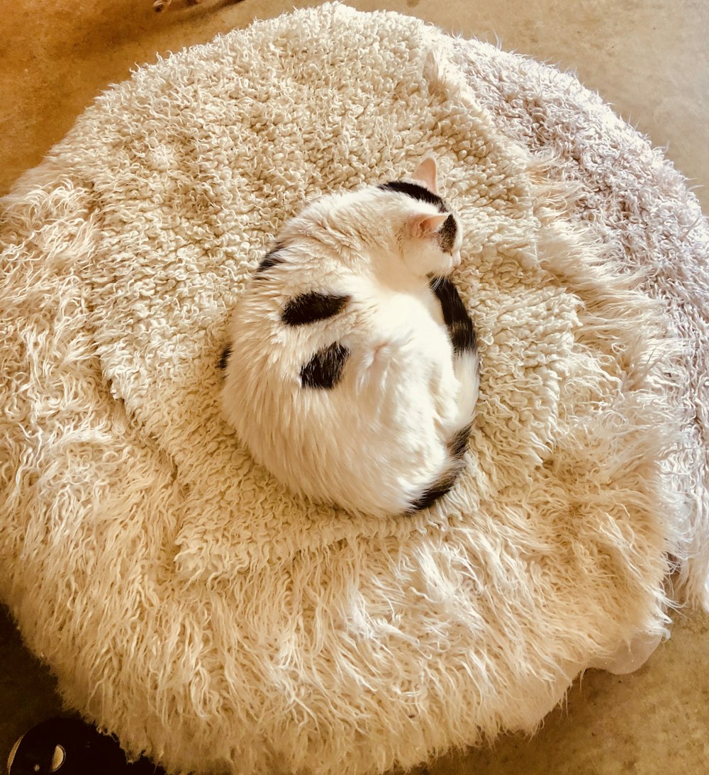 white and black cat sleeping on pet bed