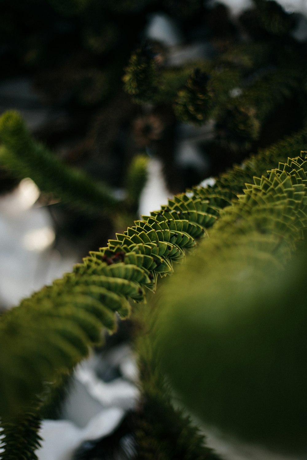 green pine needles