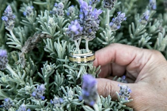 A hand gently holding a sprig of lavender with a gold-colored ring resting on the stems. The lavender flowers are in various shades of purple, surrounded by green leaves with a silvery hue. The intricate details of the ring are visible, highlighting floral designs.