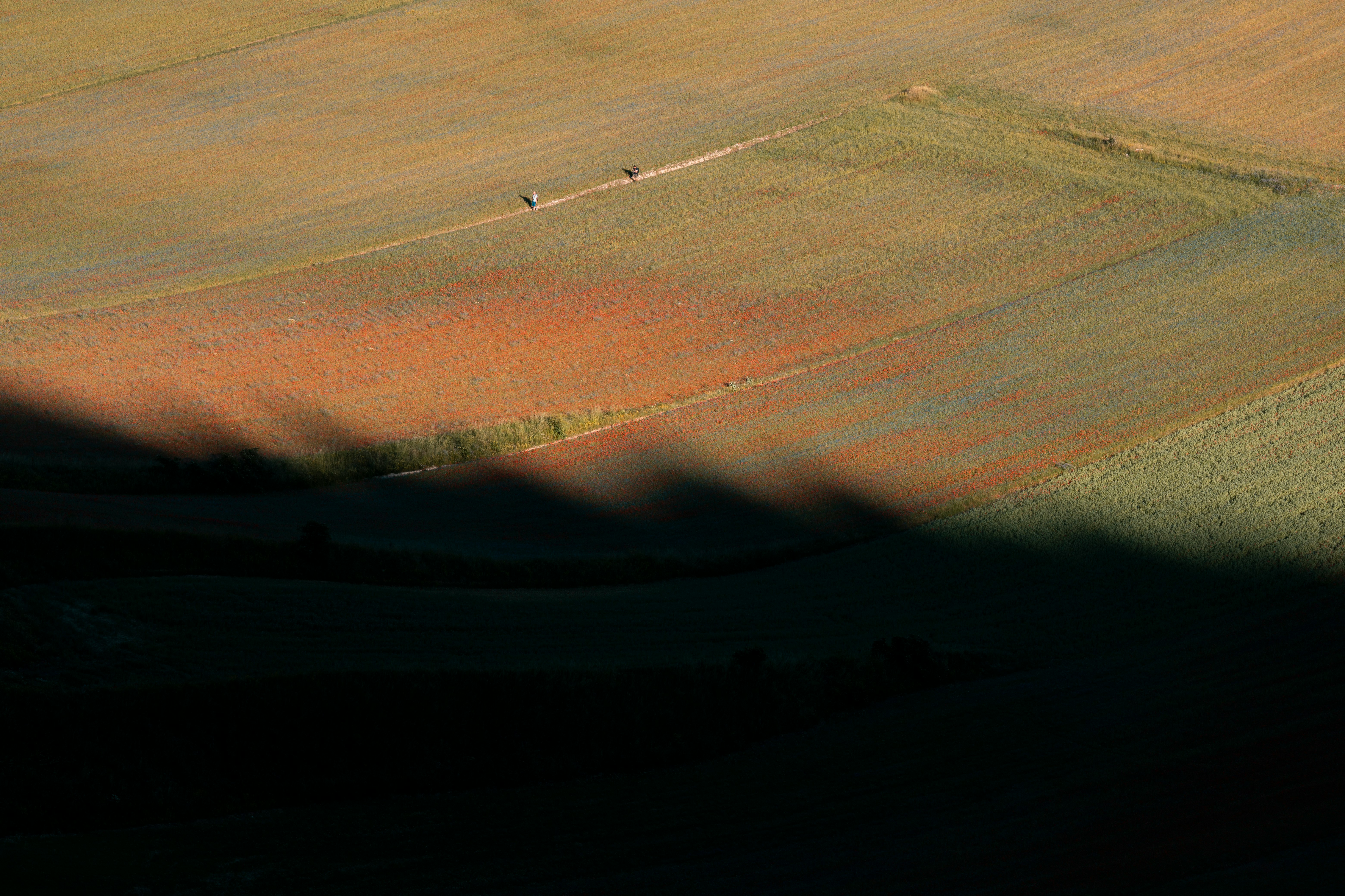 brown and green field