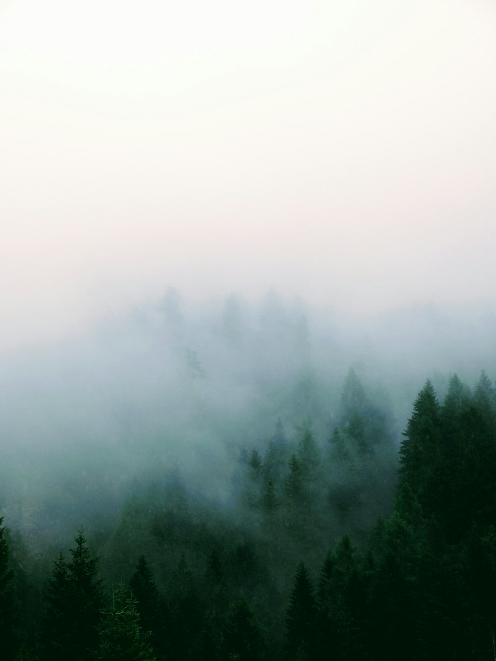 Wald mit Nebel bedeckt