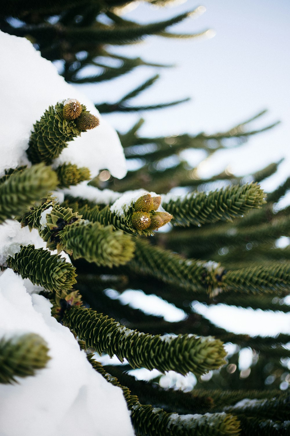 green pine tree