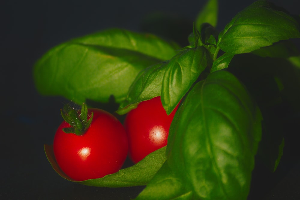 closeup photo of red tomatoes