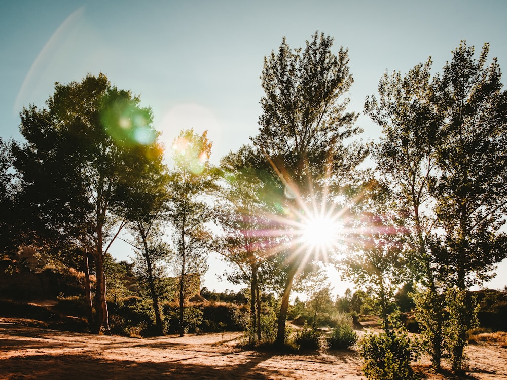 Se garer avec des arbres pendant la journée