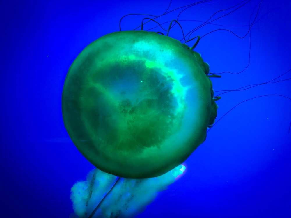 green jellyfish under water