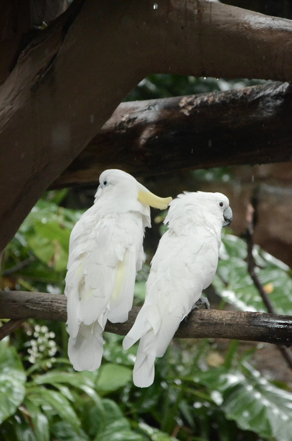 zwei weiße Vögel