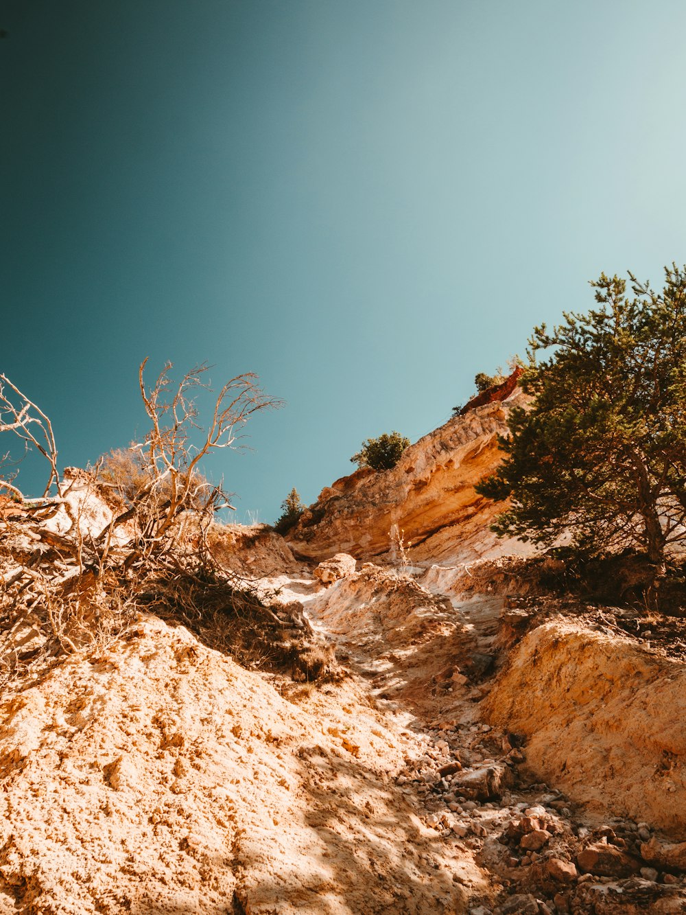 Baum in der Nähe der Klippe während des Tages