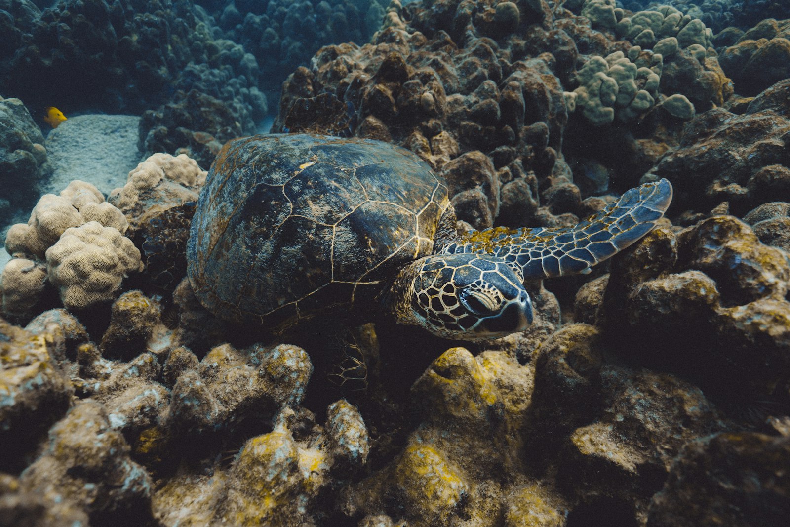 Canon EOS 6D Mark II + Canon EF 16-35mm F4L IS USM sample photo. Black turtle in water photography