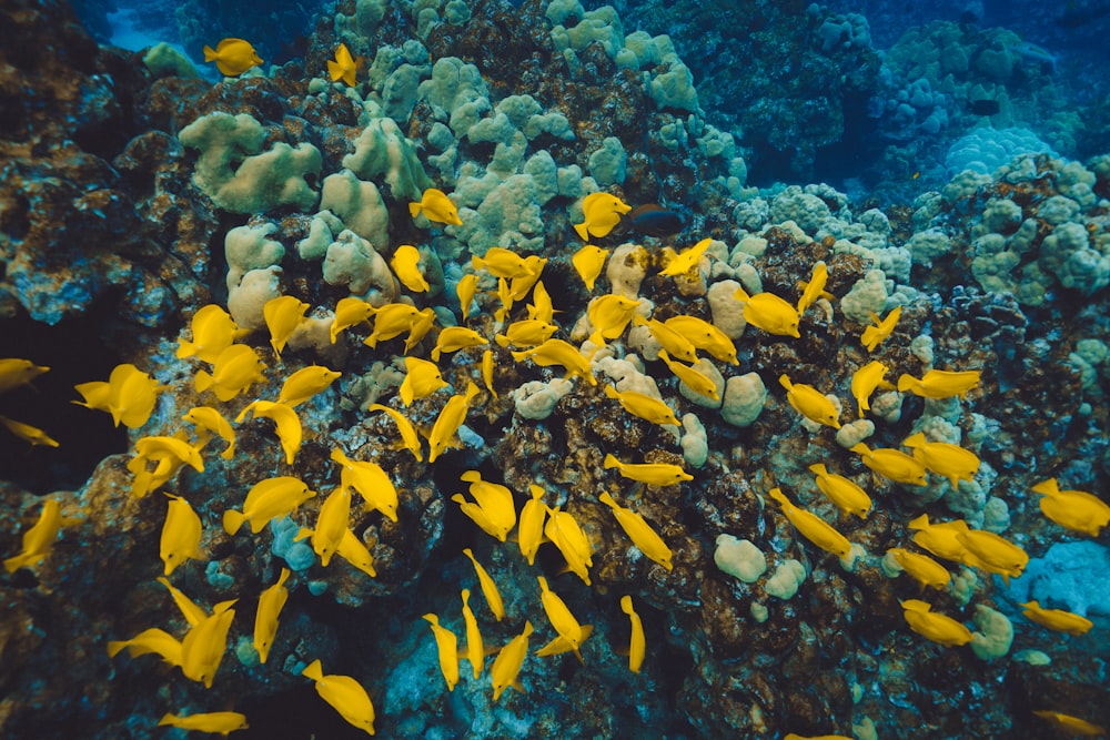 shoal of yellow tang fish