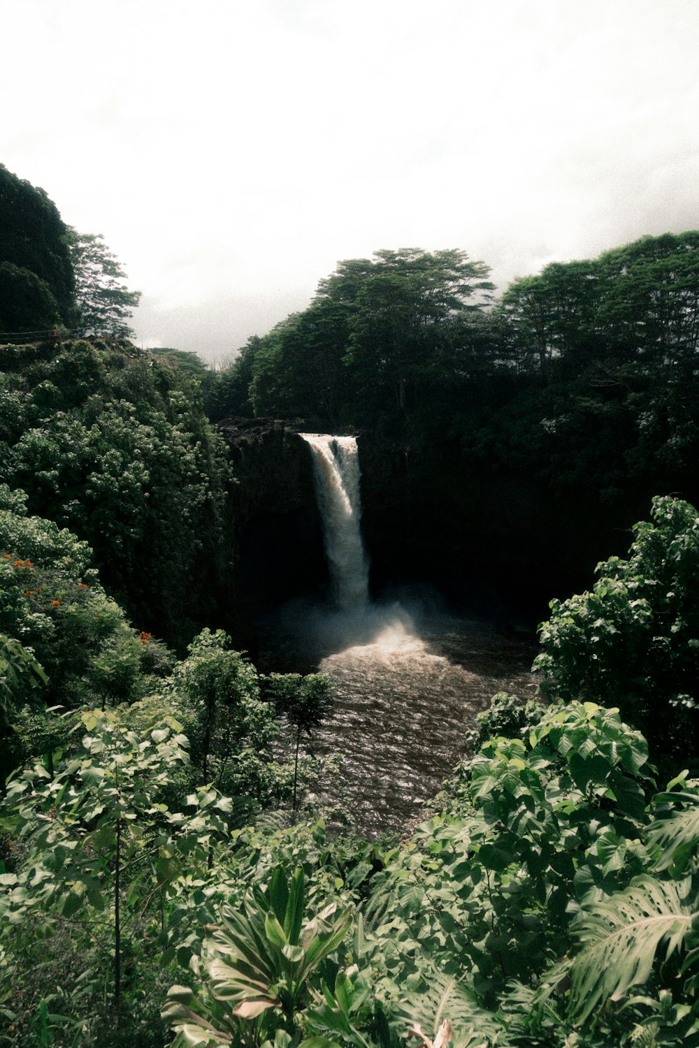 green trees near waterfalls