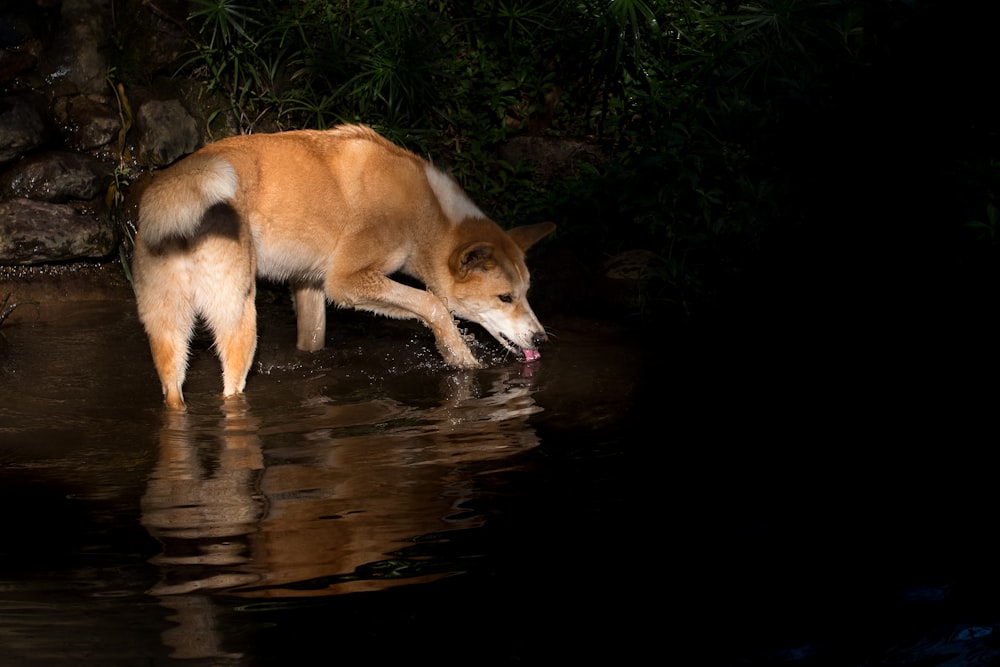 brown dog standing on stream drinking water