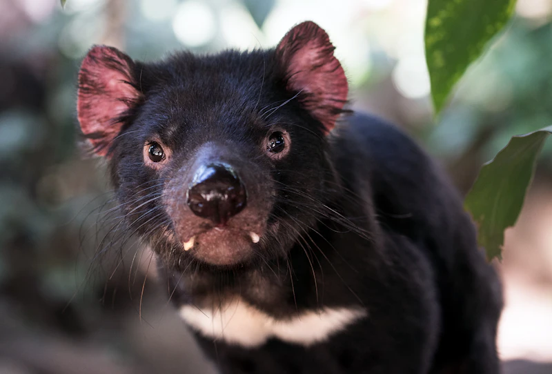 Tasmanian Devil (Sarcophilus harrisii)