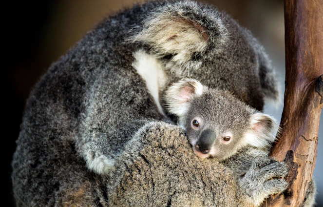 A warm illustration of a mother bear hugging her two cubs tenderly in a soft cream and beige background.