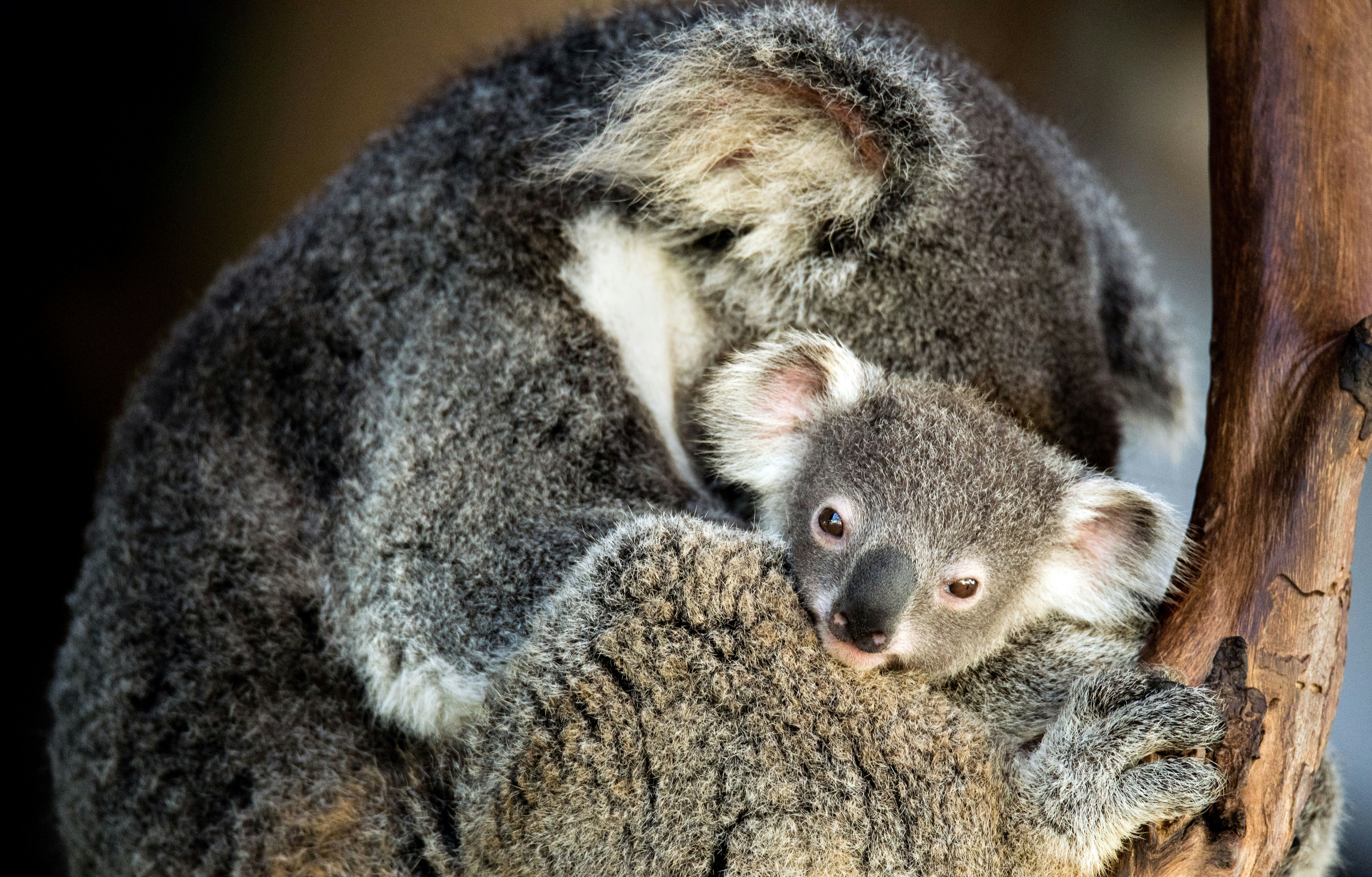 close-up of koala