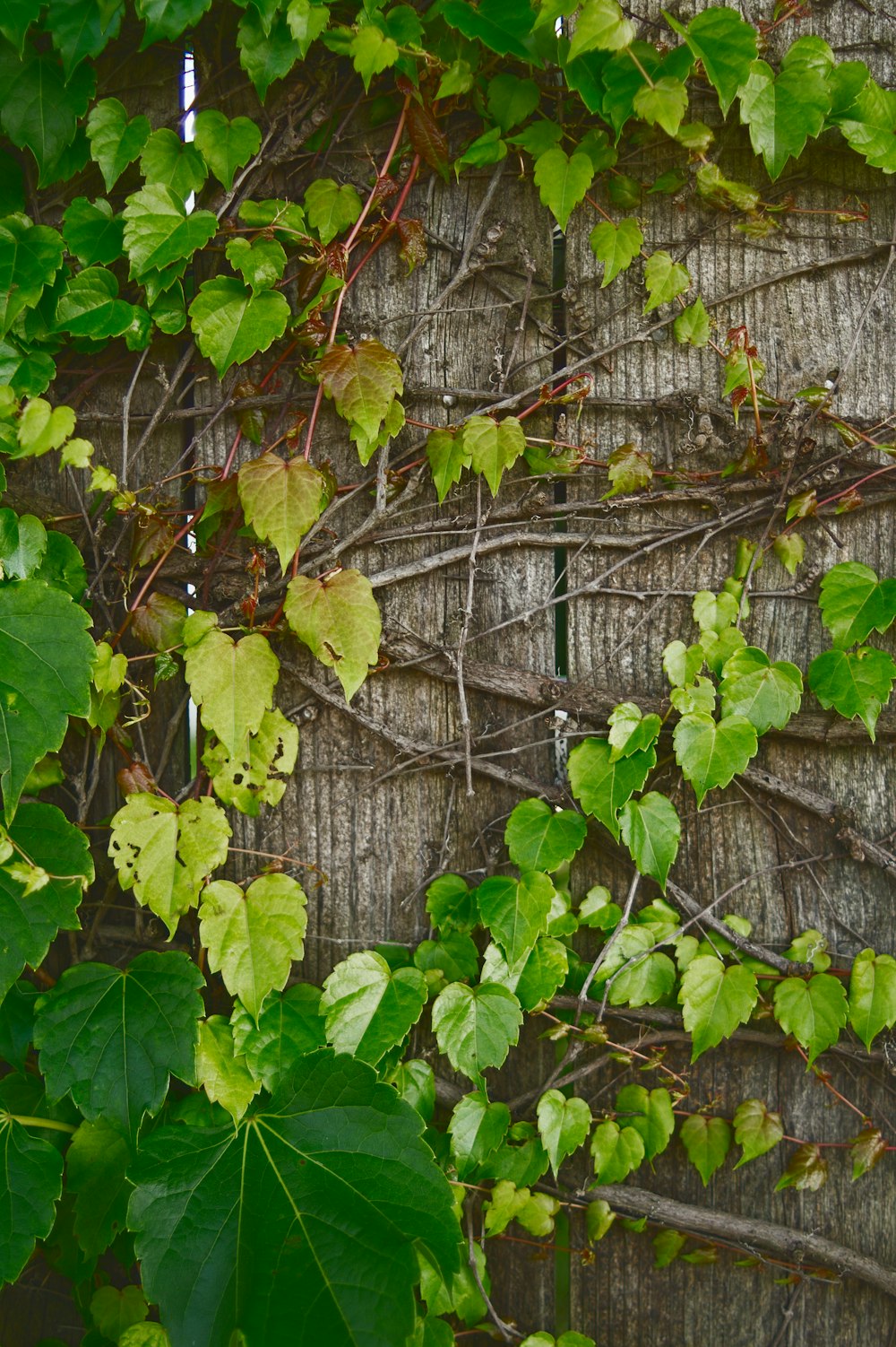 green vines