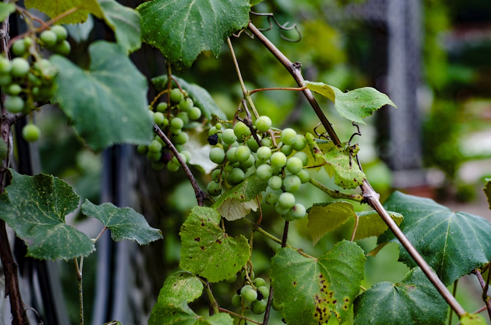 round green fruits