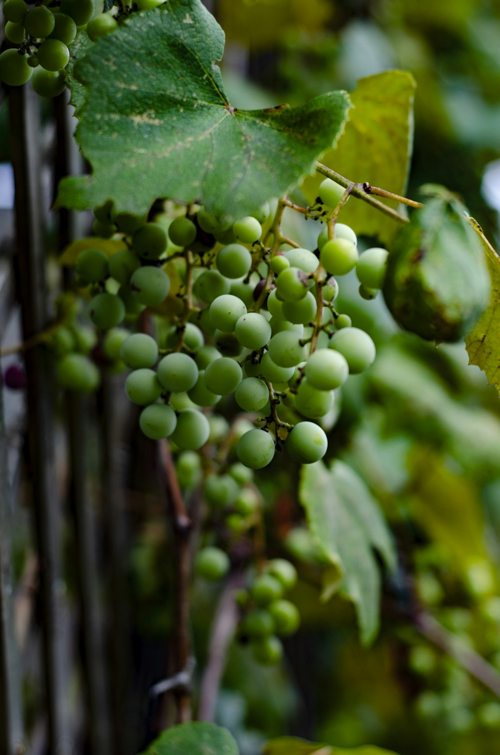 a bunch of green grapes hanging from a tree