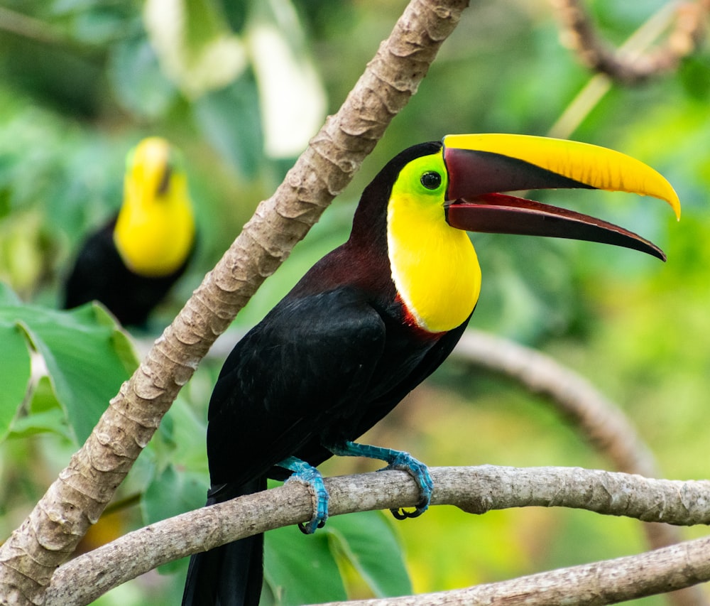 black and yellow toucan