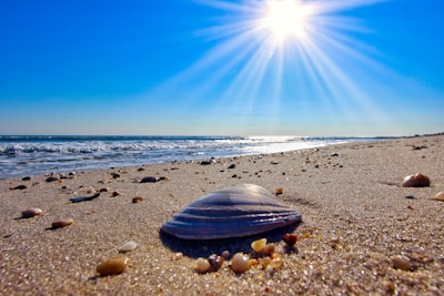 A sunlit beach with scattered seashells reflecting hues of sand gold.