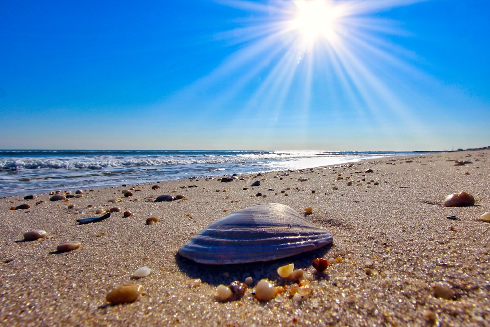 black clam shell