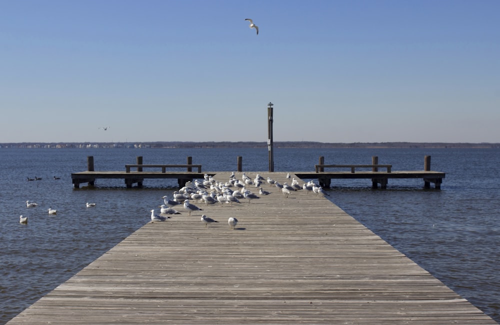 birds on dock during daytime