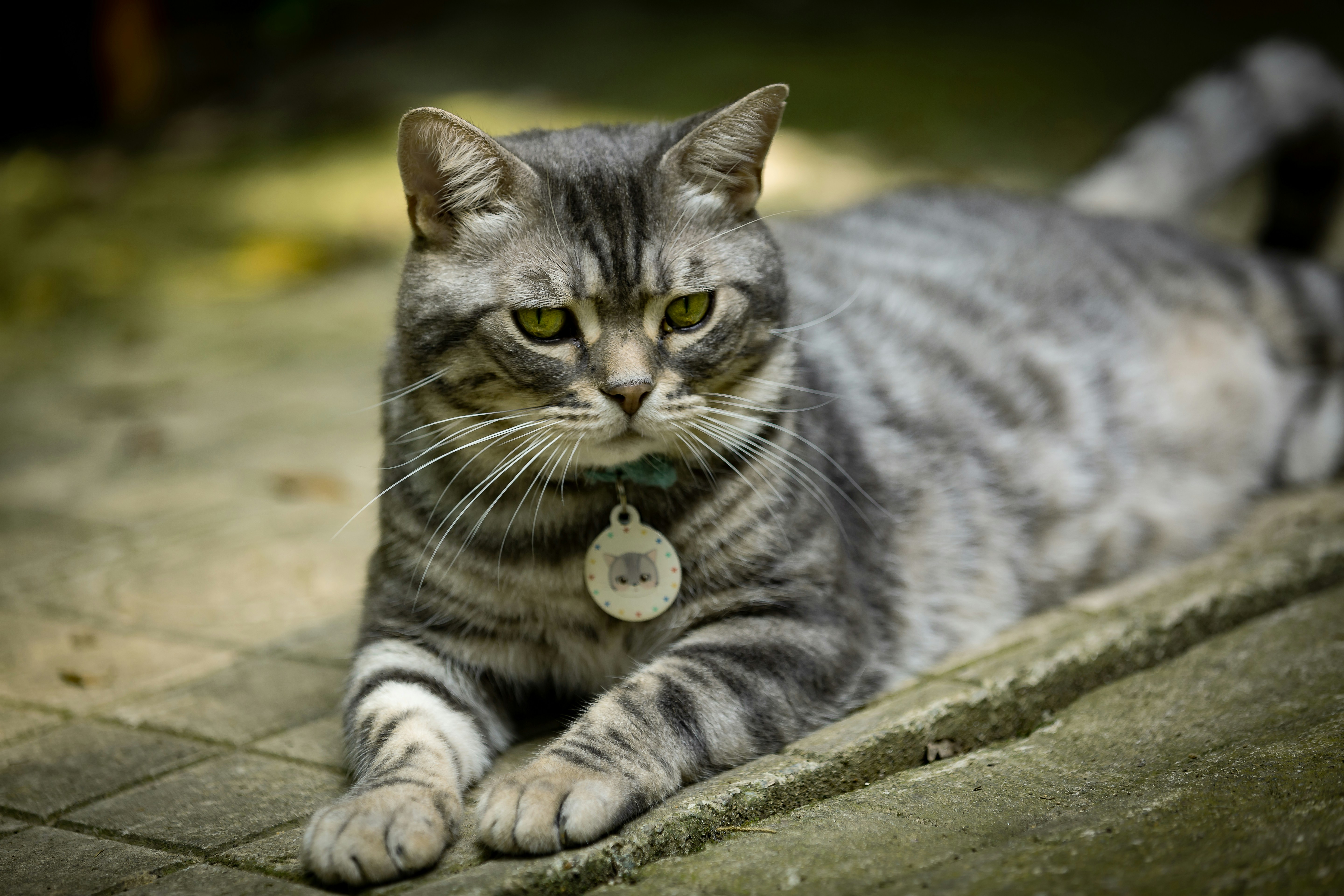short-fur gray cat