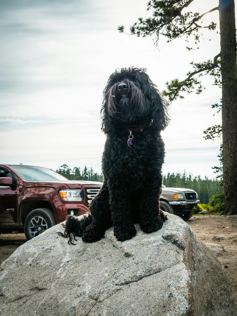 Hund sitzt auf Felsen in der Nähe von Parkfahrzeugen