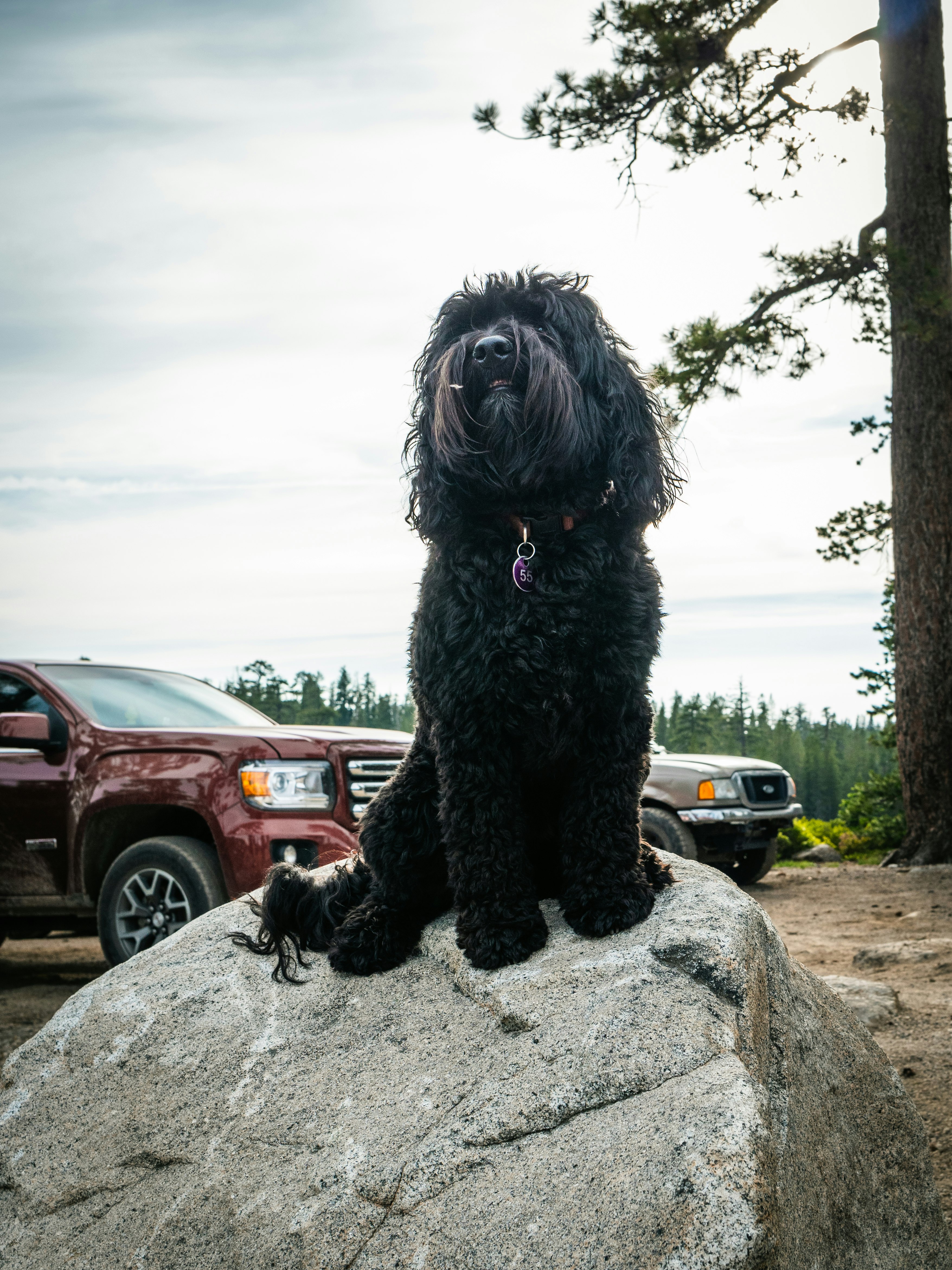 dog sitting on rock near park vehicles
