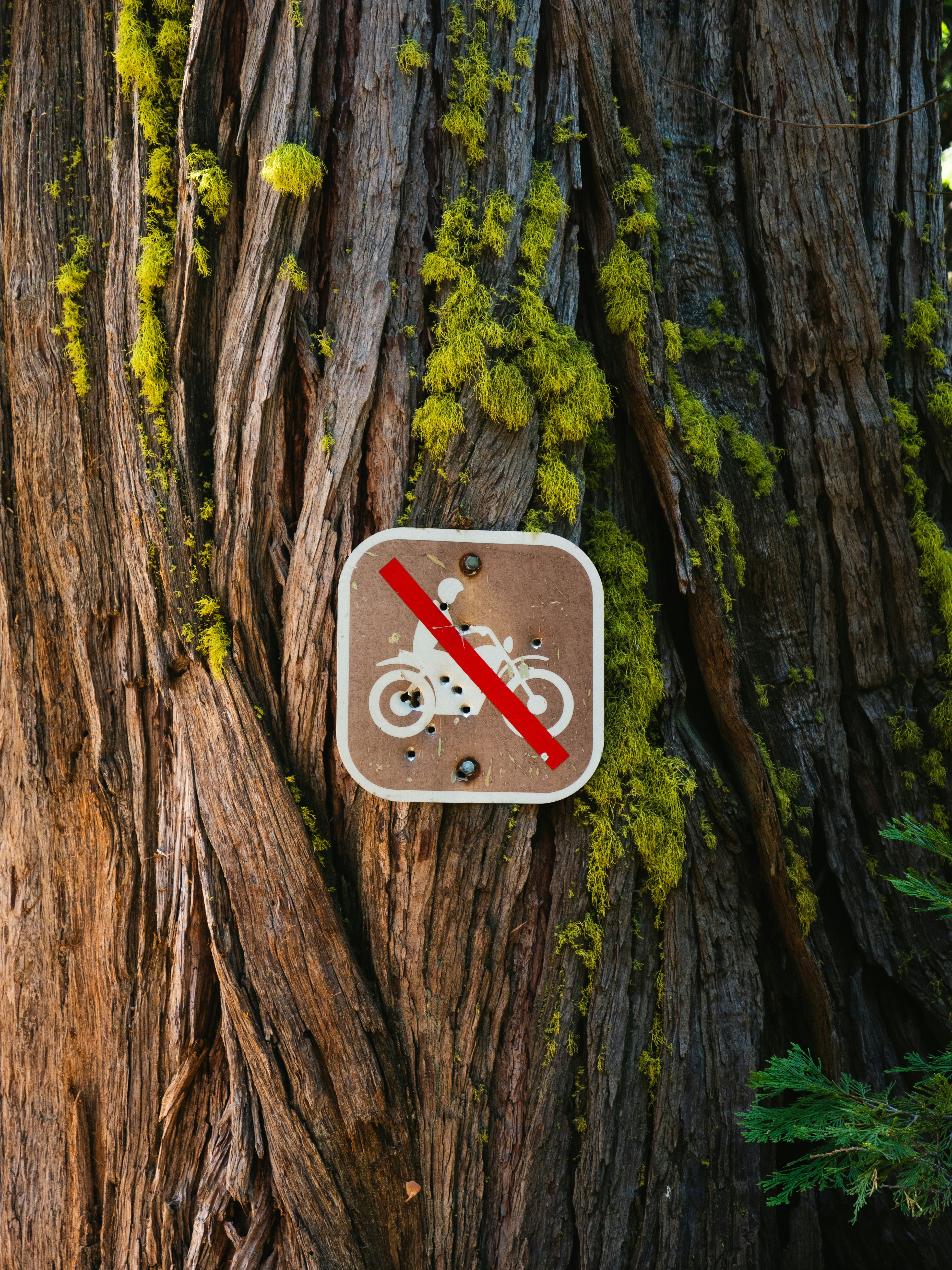 no riding of motorcycle sign on tree trunk