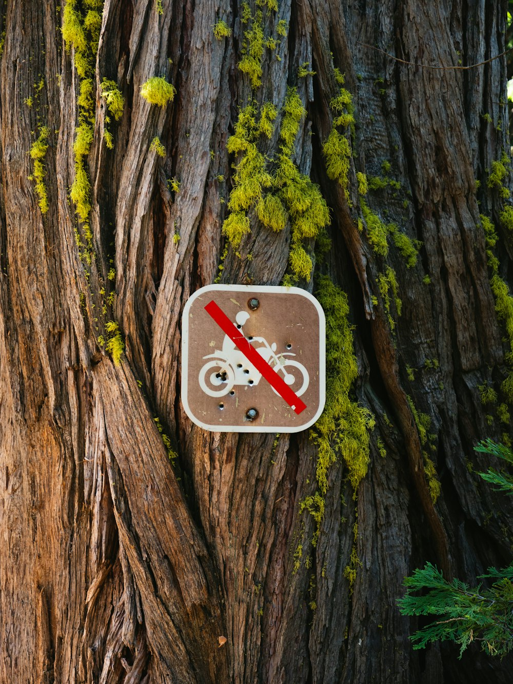 no riding of motorcycle sign on tree trunk