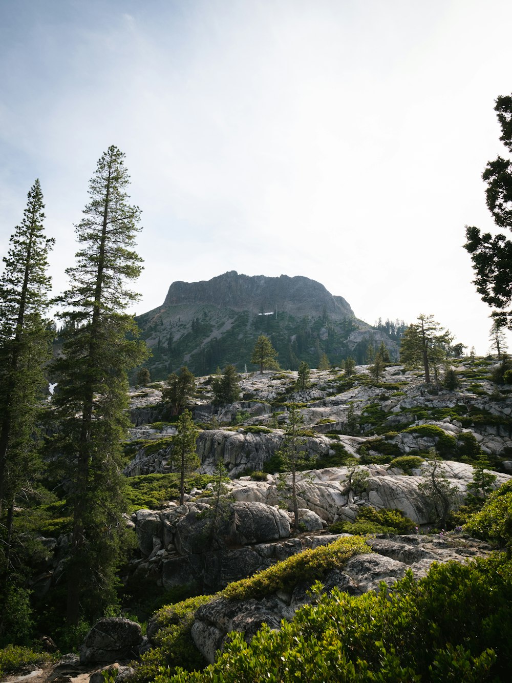 green pine trees