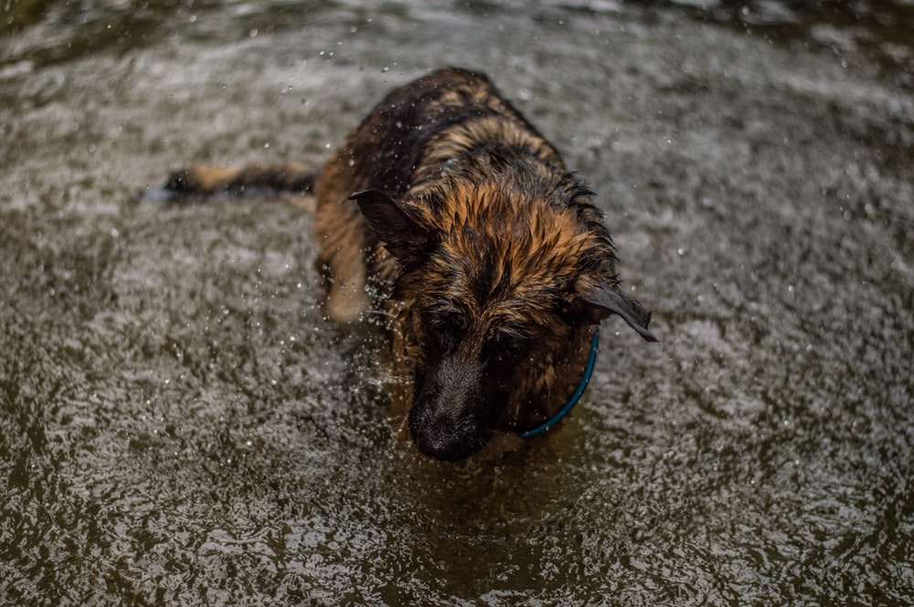 black and brown German Shepherd