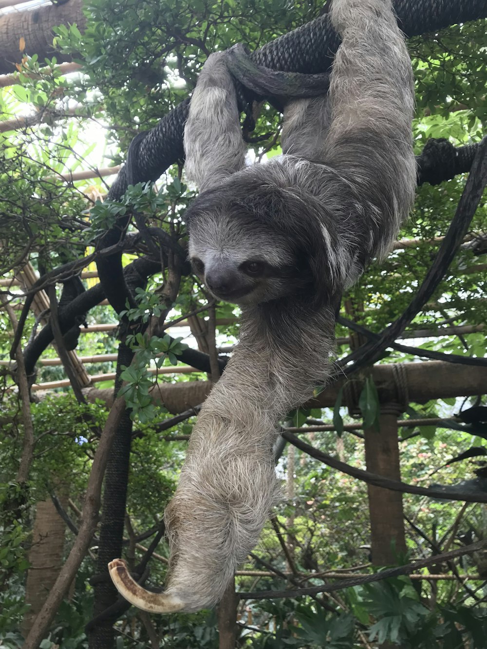 grey sloth
