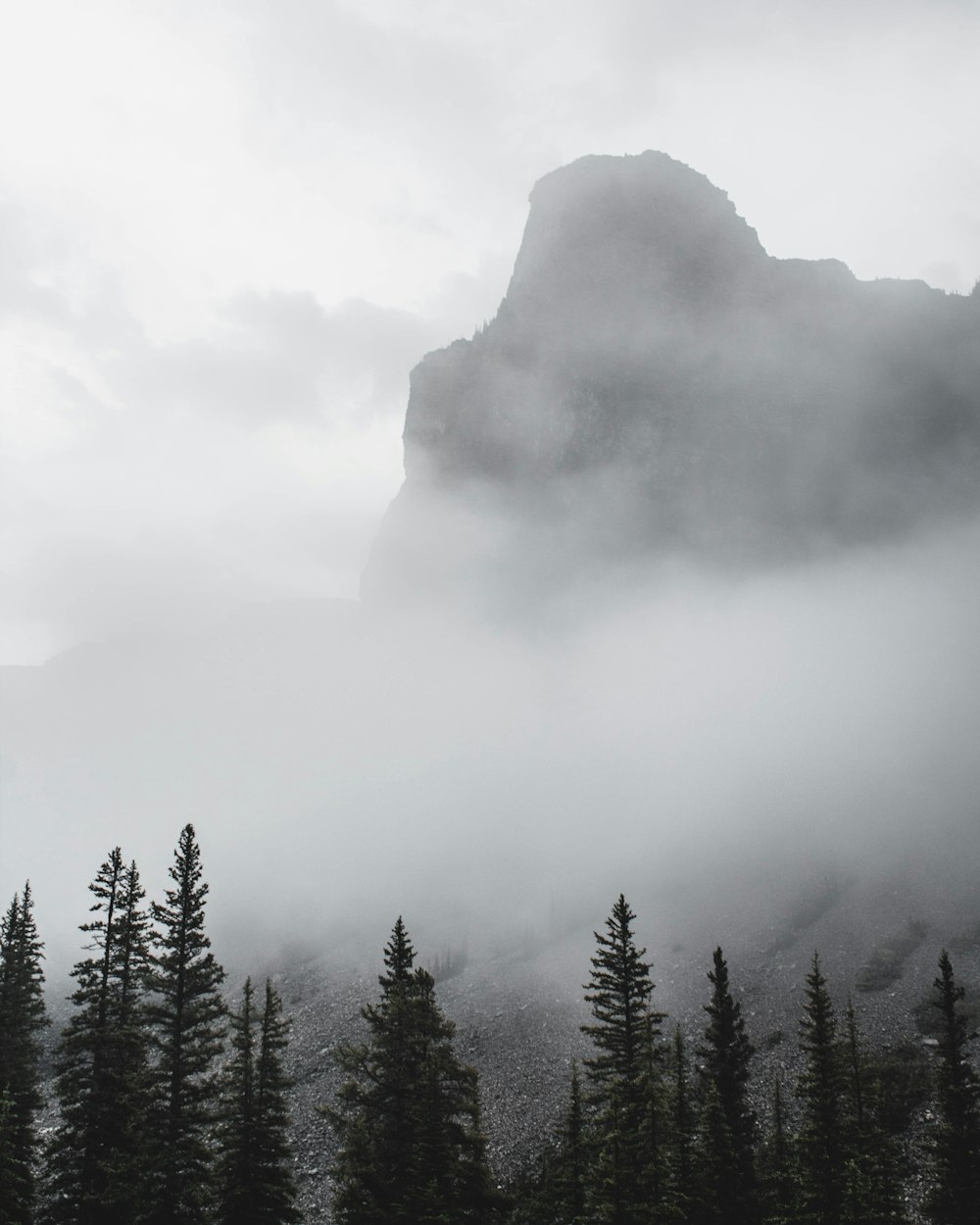 forest with mountain background