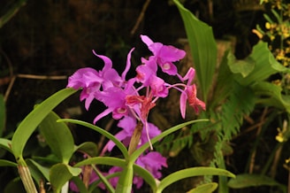 A cluster of colorful blooming orchids against a soft natural background.
