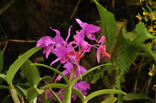 A cluster of colorful blooming orchids against a soft natural background.