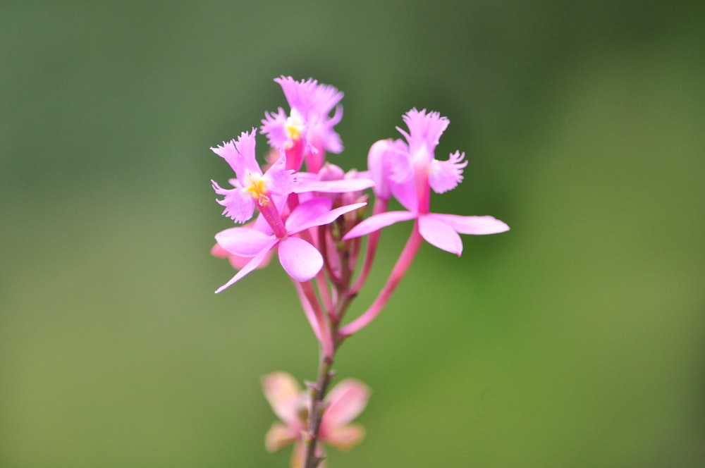 pink petaled flowers