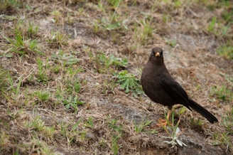 A blackbird stands on a patchy, grassy terrain, looking directly at the camera. The ground is a mix of dirt and sparse green grass, and the bird has a sleek, dark plumage with a bright orange beak.