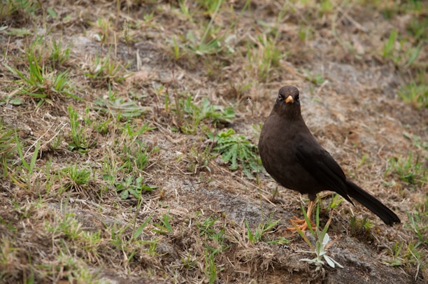 A blackbird stands on a patchy, grassy terrain, looking directly at the camera. The ground is a mix of dirt and sparse green grass, and the bird has a sleek, dark plumage with a bright orange beak.