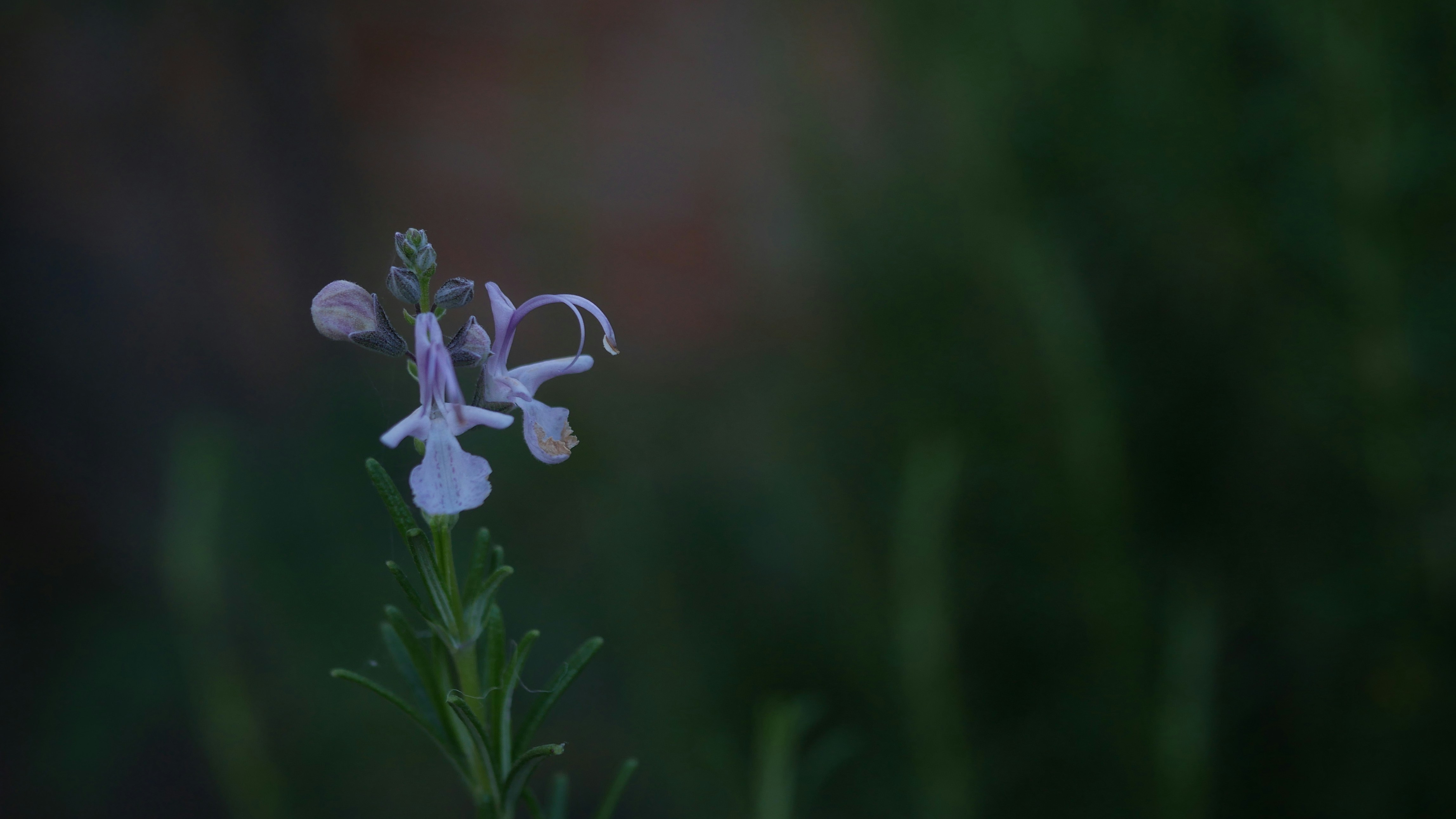 white flowers in bloom