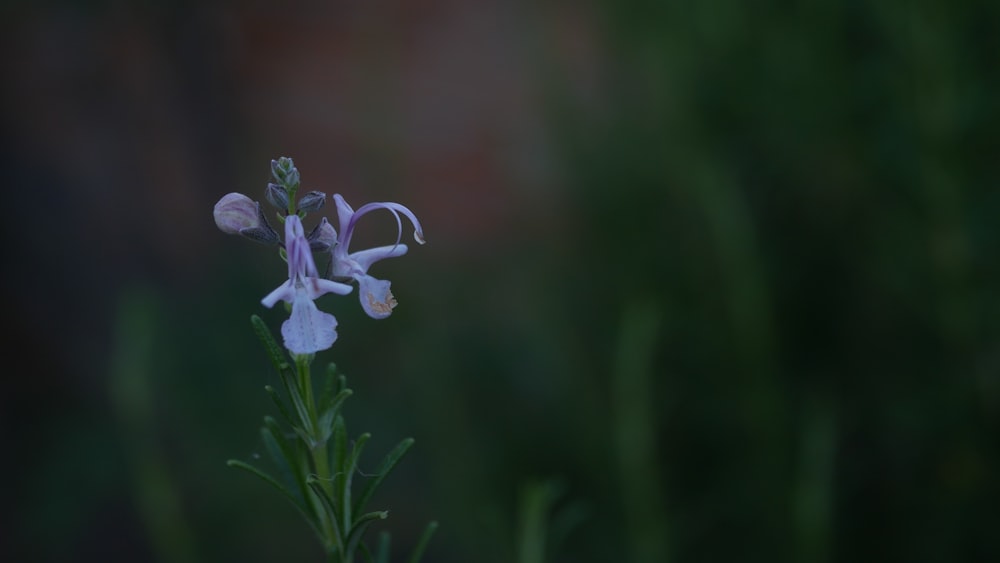 white flowers in bloom