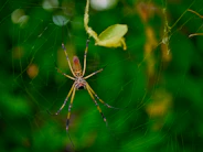 yellow garden spider