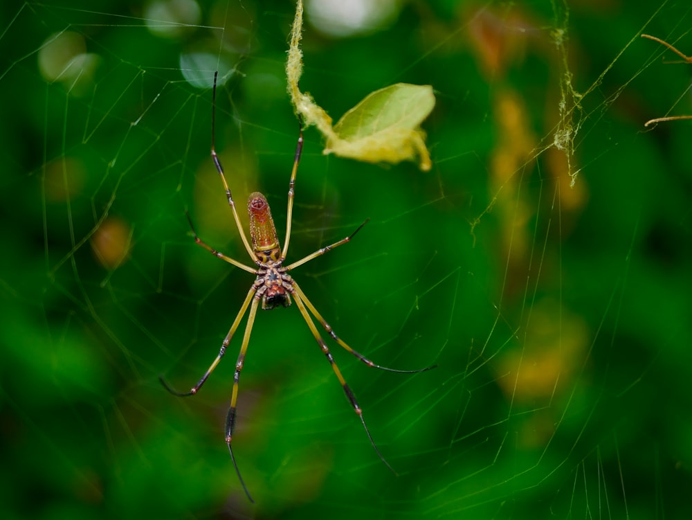 aranha de jardim amarela